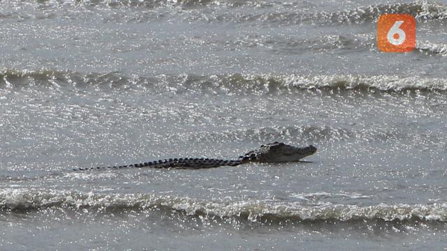 seekor buaya jenis buaya muara (Crocodylus Porosus).