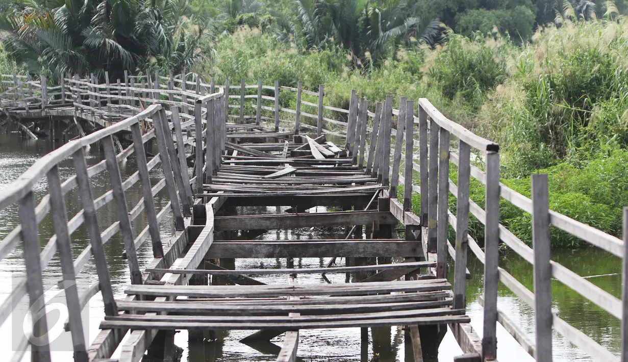 Jembatan penghubung tampak rusak dan rapuh di Suaka Marga Satwa Muara Angke Balai Konservasi Sumber Daya Alam DKI Jakarta, (18/3). Semula SMMA ditetapkan sebagai cagar alam oleh pemerintah Hindia Belanda pada 17 Juni 1939. (Liputan6.com/Gempur  M Surya)