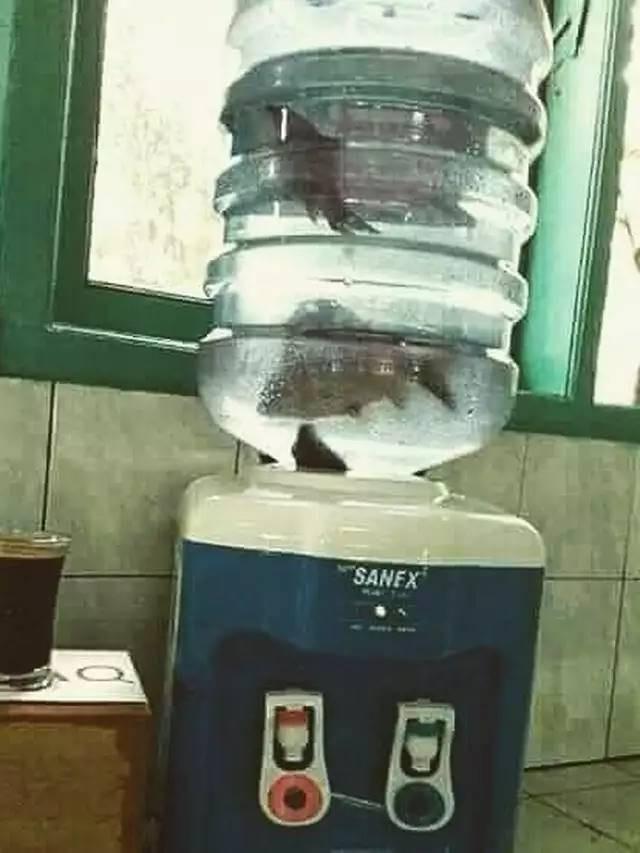 7 Potret Nyeleneh Alih Fungsi Galon Air Ini Kreatif Banget, Jadi Kandang Burung