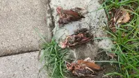 Ratusan Burung Pipit Mati di Bali, Balai KSDA: Tidak Ada Indikasi Wabah Penyakit