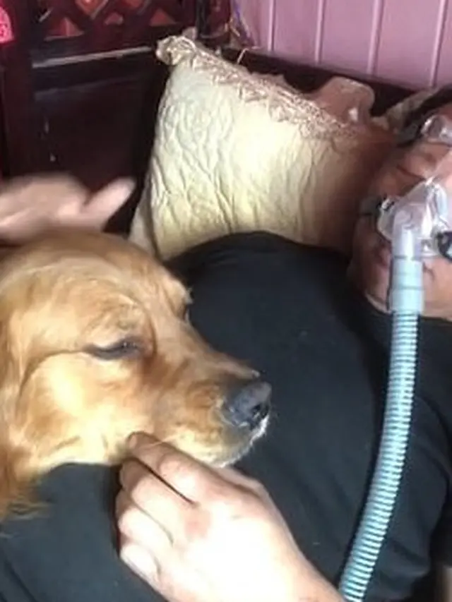 Haru, Viral Anjing Setia Tak Mau Tinggalkan Pemiliknya yang Pakai Ventilator