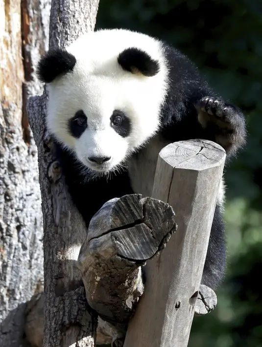 Anak panda Meng Yuan (nama panggilan Paule) duduk dalam kandangnya saat ulang tahun pertamanya di Berlin, Jerman, Senin (31/8/2020). (AP Photo/Michael Sohn)