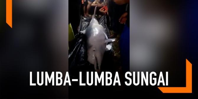 VIDEO: Lumba-Lumba di Sungai Kualuh Ditemukan Mati