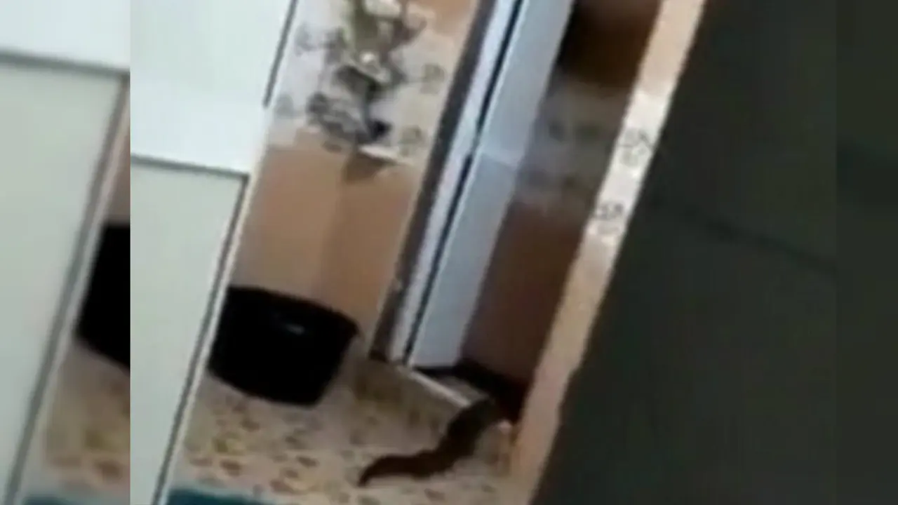Makhluk misterius yang merangkak dari rumah seorang warga di Malaysia. (Screen Grab/Viral Press)