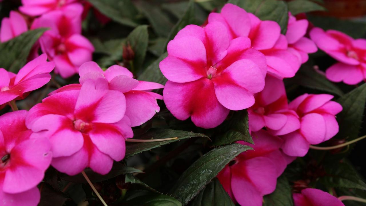 Impatiens