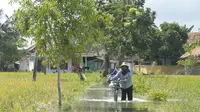 Warga Sumenep pemilik sawah yang berubah jadi kolam itu ketar-ketir akan gagal panen massal. (Liputan6.com/Mohamad Fahrul)