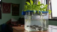 Tips Membuat Aquaponik Sederhana Tanpa Listrik, Panen Ganda Ikan dan Sayuran di Rumah