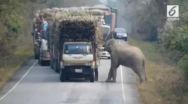 Seekor gajah bertingkah layaknya preman. Ia memberhentikan truk satu-persatu untuk memeriksa muatannya. Setelah truk dicegat, gajah mengambil beberapa isi muatan truk.