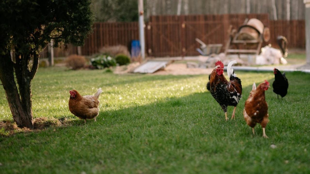 Cara Sederhana Mengusir Ayam yang Suka Masuk Rumah dan Buang Kotoran Sembarangan