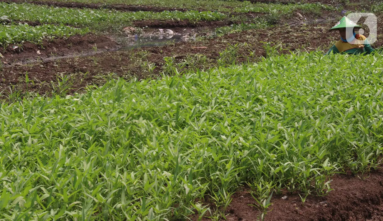 Petani tengah memanen kangkung di kawasan Tangerang, Banten, Jumat (24/7/2020). Kakung tersebut nantinya akan di jual ke pasar di sekitar wilayah tersebut dengan harga 3000 per ikat. (Liputan6.com/Angga Yuniar)
