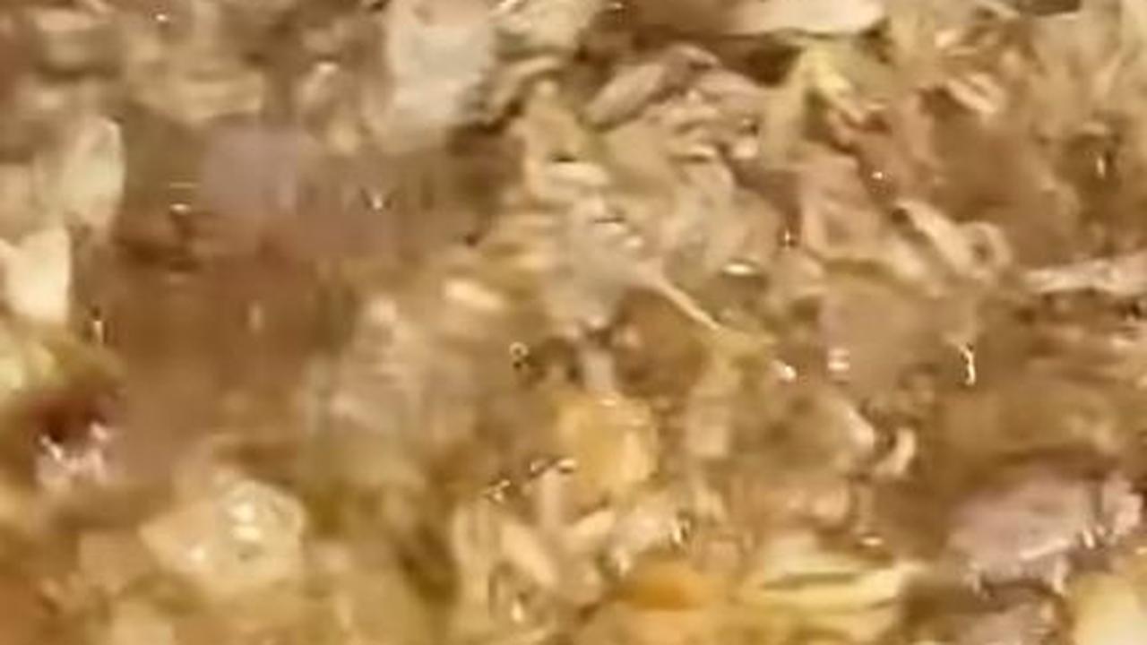 Goreng Bawang Merah yang Hanya Dicuci
