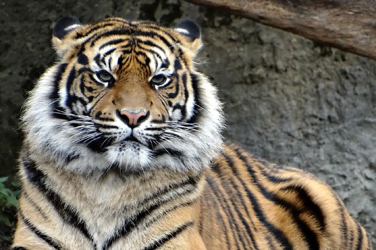 Ilustrasi harimau Sumatera
