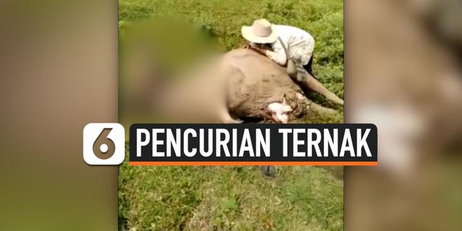 VIDEO:  Polres Cilegon Menyelidiki Pencurian dan Pembantaian 9 Ekor Kerbau Warga
