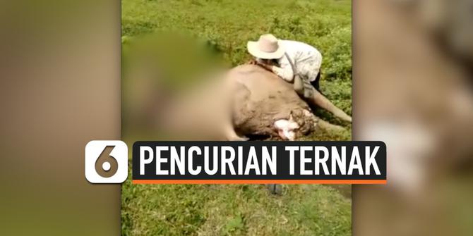 VIDEO:  Polres Cilegon Menyelidiki Pencurian dan Pembantaian 9 Ekor Kerbau Warga