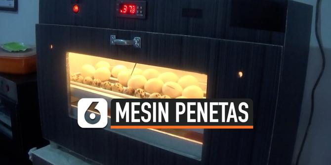 VIDEO: Viral Peternak Ayam Buat Mesin Penetas Secara Otodidak