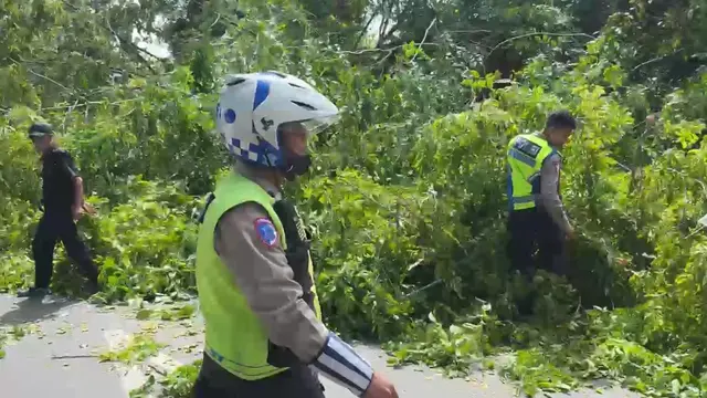 Pohon Tumbang di Medan