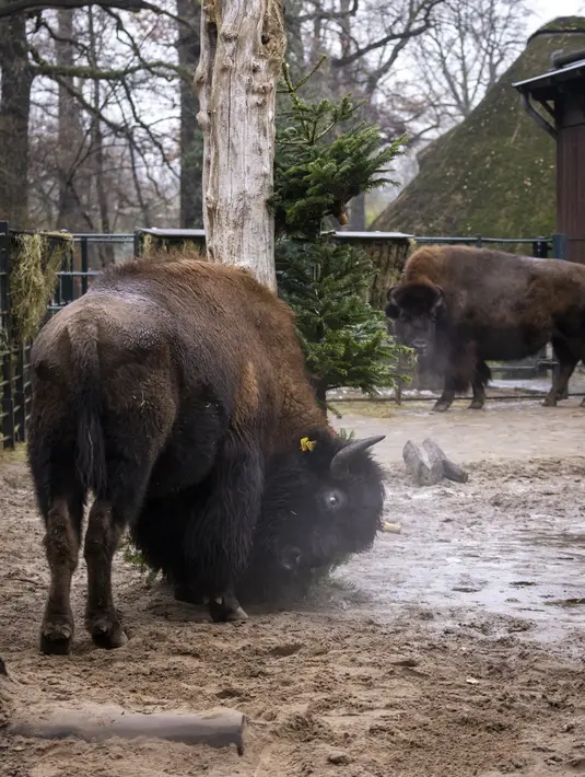 Bison berpesta dengan pohon Natal di Kebun Binatang Berlin, Jerman, pada Rabu (29/12/2021). Banyak pohon Natal yang tersisa setelah perayaan berakhir sebagai makanan berbagai hewan di kebun binatang Berlin. (Odd ANDERSEN / AFP)