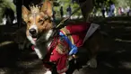Ruffus, seekor Cardiganshire Corgi, ikut serta dalam parade anjing corgi untuk mengenang mendiang Ratu Elizabeth II, di luar Istana Buckingham, di London, Minggu, 3 September 2023.  (AP Photo/Alastair Grant)
