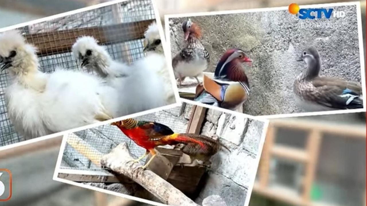 Pria Magelang Ini Rintis Budidaya Unggas Hias Sejak Masih Kuliah, Kini Hasilkan Cuan Melimpah
