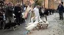 Sekawanan angsa diberkati selama upacara tradisional 'Beneides' pada peringatan Hari santo Antonius di Muro, pulau Balearic Spanyol, Kamis (17/1). Pada perayaan tahunan itu, para pemilik membawa hewan peliharaan untuk diberkati pastor. (JAIME REINA/AFP)