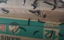 Bikin Merinding! Ribuan Ulat Bulu Serbu Rumah Warga