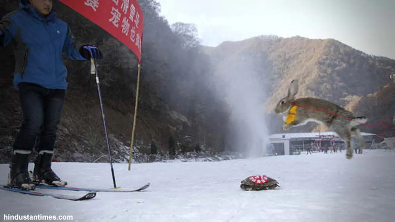 kelinci-kura-140114c.jpg