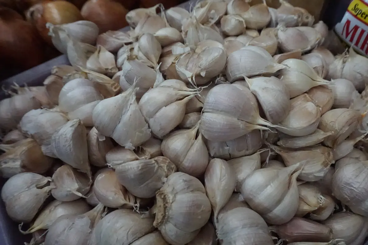 Bawang Putih