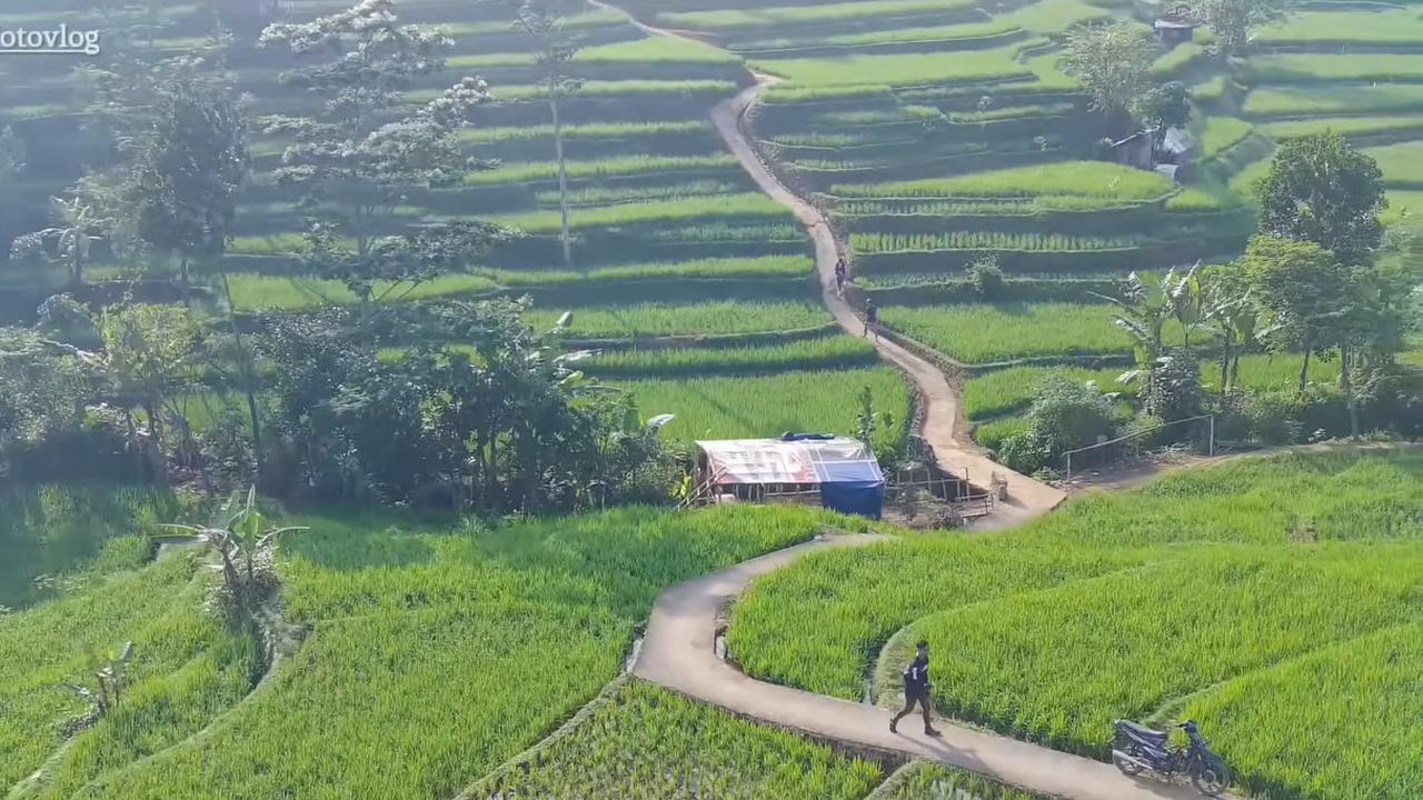 Viral Pemandangan Sawah Cisema Banjaran di Bandung, Intip Keindahannya yang Mirip Lukisan