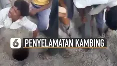 Seorang pria diberi tugas untuk masuk mengambil kambing di sebuah lubang.