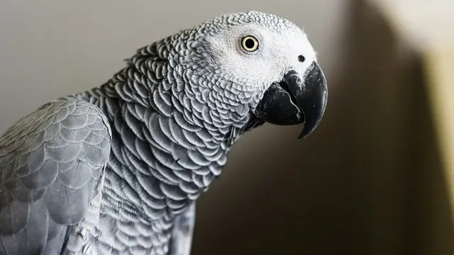 African Grey Parrots