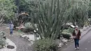Pengunjung berjalan di sekitar Taman Meksiko, Kebun Raya Bogor, Jawa Barat, Senin (28/3). Di taman tersebut, terdapat 100 jenis kaktus, agave, yucca, dan sukulen yang berasal dari gurun Amerika serta Asia. (Liputan6.com/Immanuel Antonius)