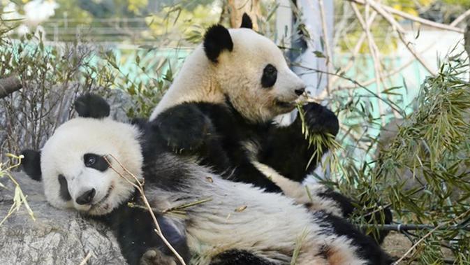 Jepang Berpacu dengan Waktu: Desak China Pinjamkan Panda Baru Jelang Kepergian Dua Terakhir