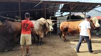 Pemilihan sapi kurban pada tahun 2025 ini berbeda dengan tahun sebelumnya. Di tahun 2025 ini ketetapan presiden untuk sapi kurban menambah jumlahnya