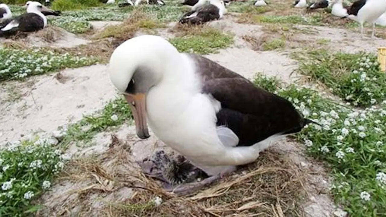 burung130208a.jpg