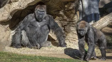 Aktivitas gorila di Taman Safari Kebun Binatang San Diego, California, Amerika Serikat (10/1/2021). Dua ekor gorila di Taman Safari Kebun Binatang San Diego dilaporkan positif terinfeksi Covid-19 setelah menunjukkan gejala sesak napas dan batuk. (Ken Bohn/San Diego Zoo Safari Park via AP)