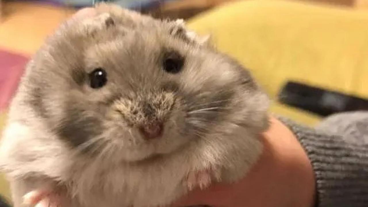 Hamster Roborovski