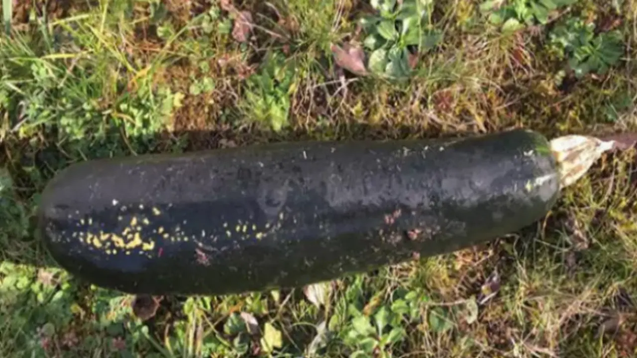 Zucchini yang disangka bom sisa Perang Dunia II