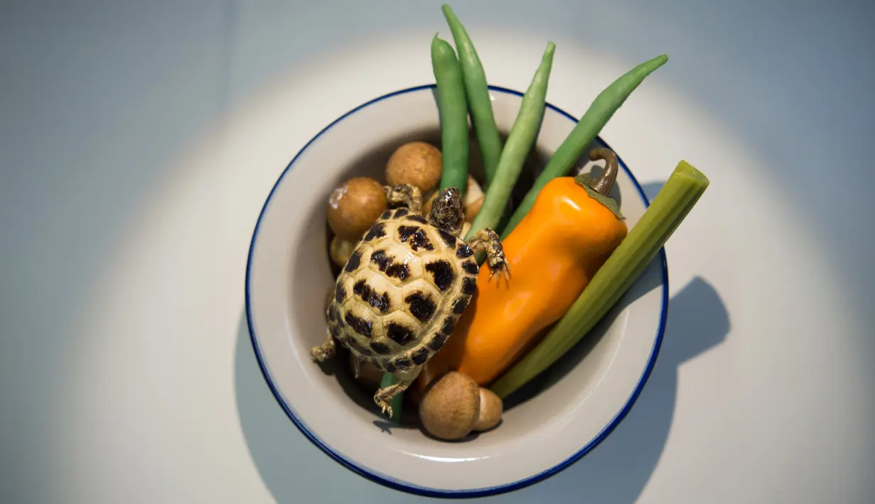 Gambar pada 24 September 2019 menunjukkan Turtle Soup alias sup kura-kura dari China dipamerkan di Disgusting Food Museum atau Museum Makanan Menjijikan di Nantes, Prancis. Pameran yang menampilkan 80 makanan paling menjijikkan di dunia ini berlangsung 3 November 2019. (LOIC VENANCE/AFP)