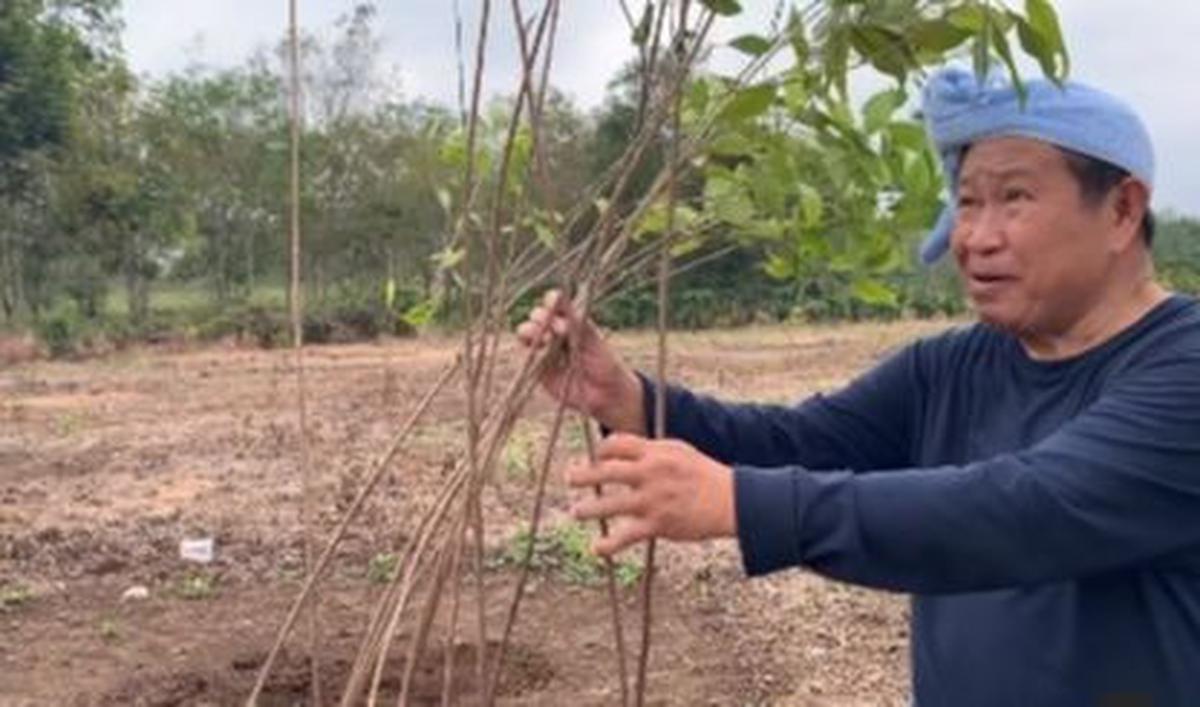 Menanam Cengkih dengan Kepala Diikat Handuk
