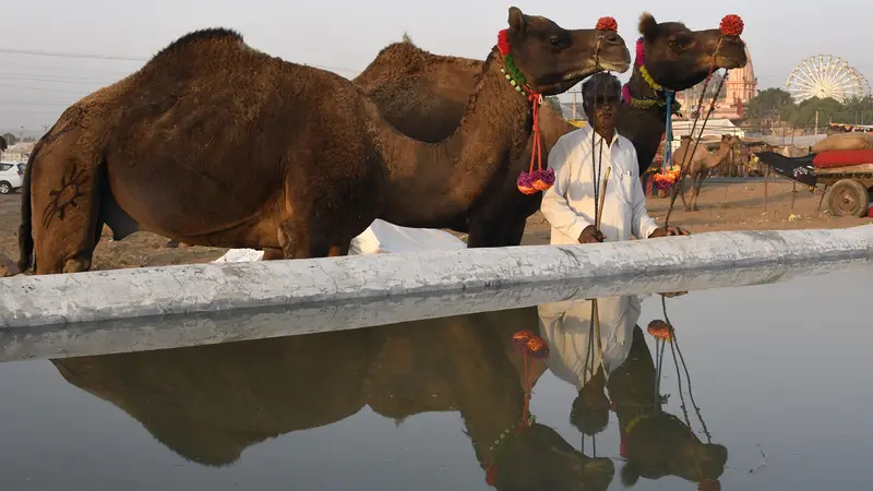 Pushkar Fair, Tempat Berkumpulnya Ribuan Hewan Ternak Terbesar di Dunia