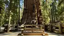 Ini adalah pertama kalinya para pendaki memanjat pohon sequoia ikonik setinggi 85 meter, yang menarik wisatawan dari seluruh dunia ke Taman Nasional Sequoia. (AP Photo/Terry Chea)
