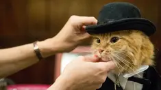 Sam Checo, mendandani kucing Mango dibelakang panggung sebelum tampil dalam pertunjukkan fashion show kucing di Hotel Algonquin di New York, AS (2/8). (AP Photo/Mary Altaffer)