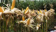 Luas Tanam Susut Turunkan Produksi Jagung