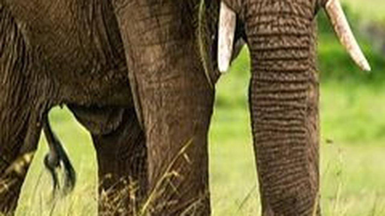 Gajah Semak Afrika