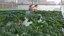 Maisa yang penyandang autisme memanen sayuran dalam kebun hidroponik di kawasan Ciganjur, Jakarta, Rabu (9/2/2022). Kebun Maisa Petani yang dikembangkan sebagai wahana edukasi bagi penyandang disabilitas itu dapat menghasilkan rata-rata pendapatan sekitar Rp 10 juta/bulan (merdeka.com/Arie Basuki)