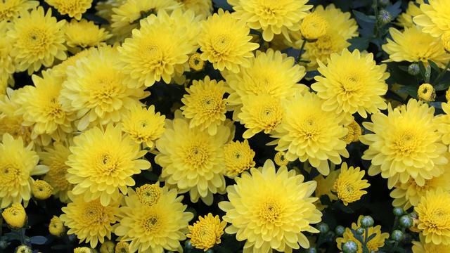 Bunga Untuk Hari Valentine