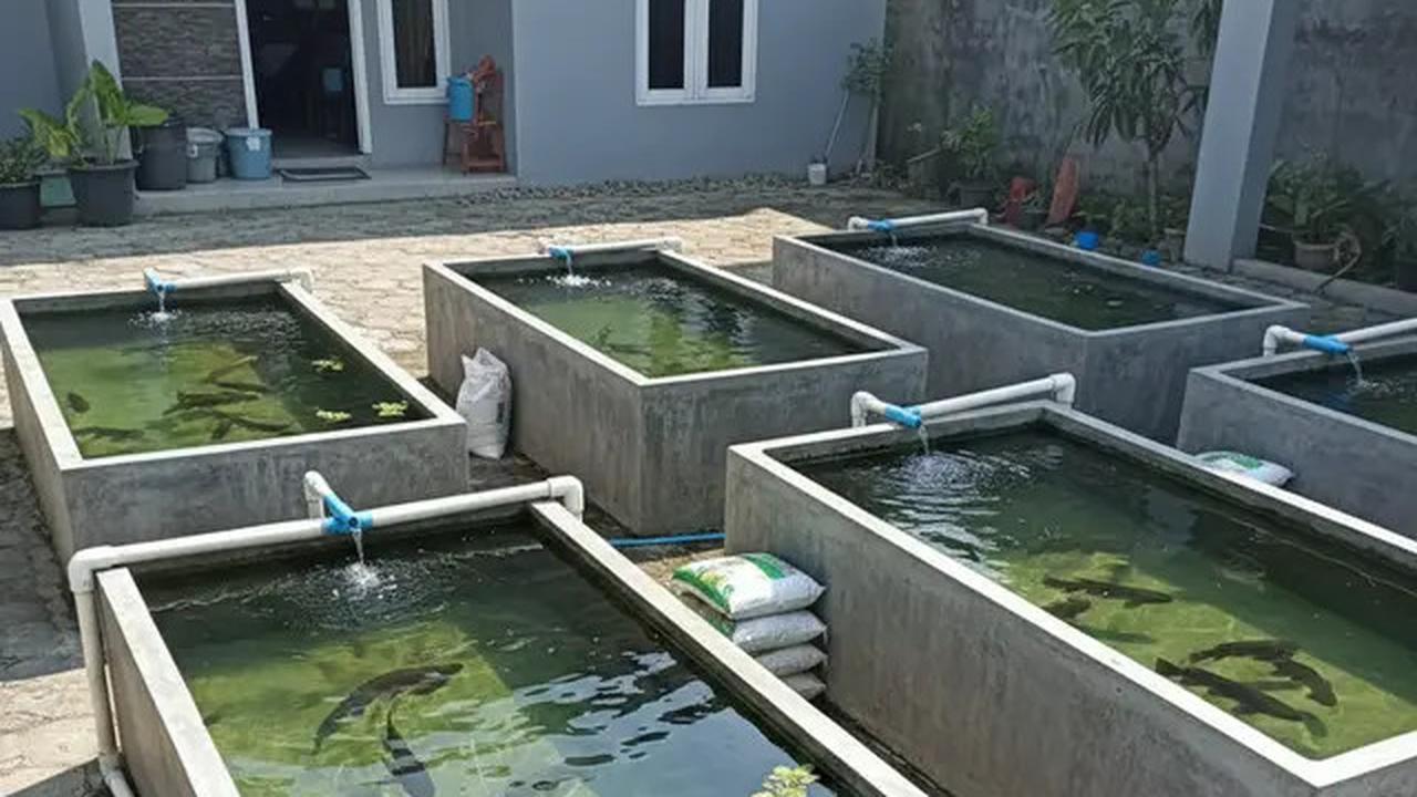 10 Jenis Ikan Air Tawar yang Cepat Besar untuk Konsumsi Keluarga, Cocok Dipelihara di Lahan Sempit