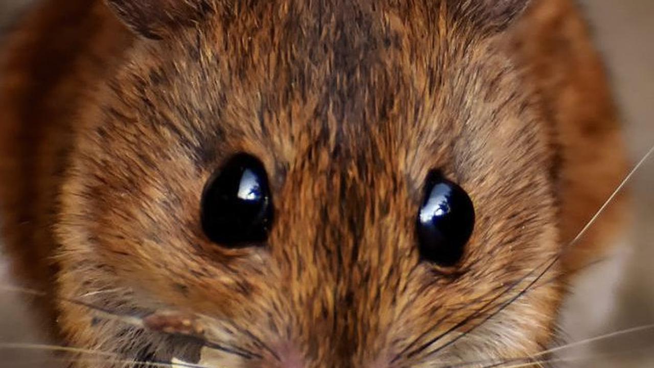 Tikus dan Manusia Ternyata Punya Kesamaan Perilaku, Ini Faktanya