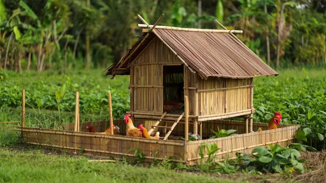 Model Kandang Ayam Bambu Kombinasi Kebun di Lahan 2x3 (Foto: Reve.com)