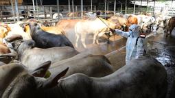 Petugas UPTD Rumah Potong Hewan Depok menyemprotkan cairan desinfektan untuk mencegah penyebaran penyakit mulut dan kuku pada hewan di kandang sapi CV Puput Bersaudara, Rangkapan Jaya, Depok, Jawa Barat, Jumat (20/5/2022). Selain penyemprotan, petugas juga melakukan pemeriksaan mulut dan kaki hewan serta pemberian suntikan vitamin. (merdeka.com/Arie Basuki)